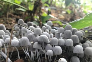 Photo Mushroom tea