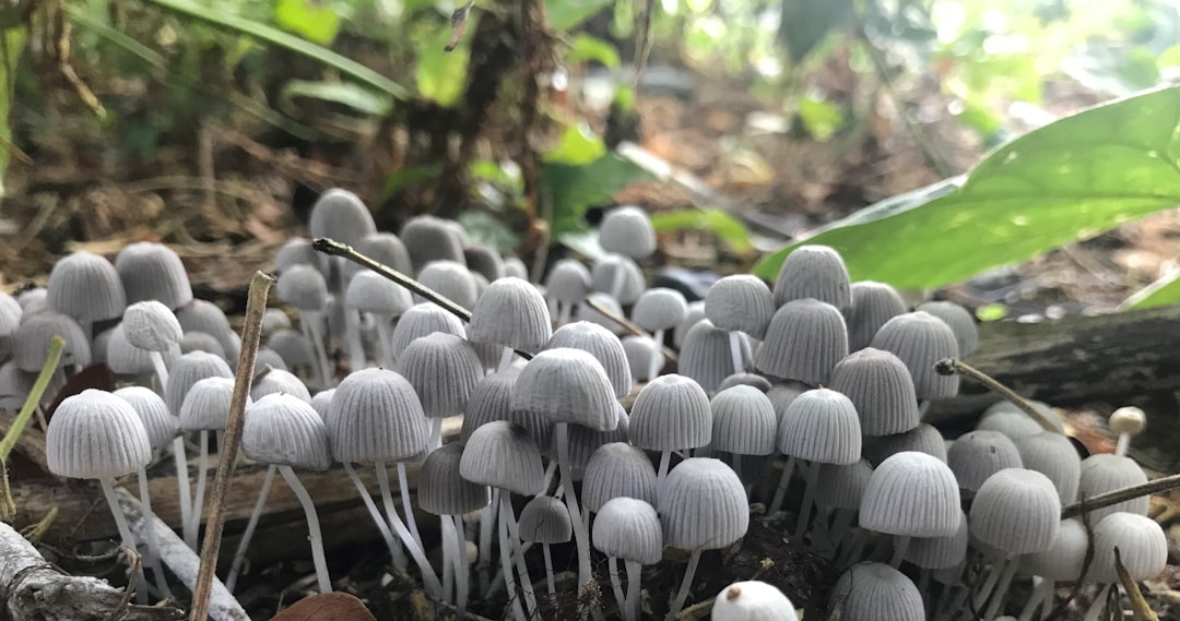 Photo Mushroom tea