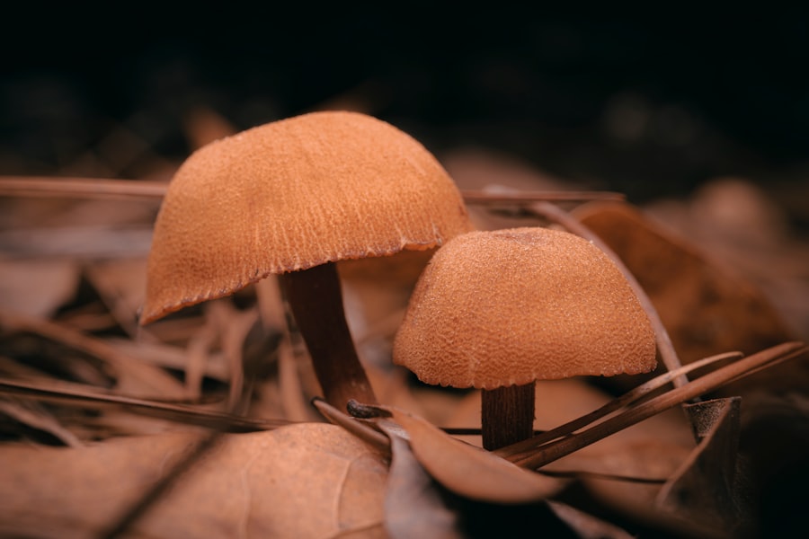 Grzyby lecznicze: naturalne wsparcie dla zdrowia 3 Grzyby lecznicze: naturalne wsparcie dla zdrowia